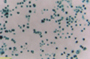 293AD Cell Line