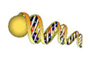 DNA Double-Strand Break Assay