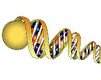 Halo Assays and Slides