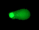 Comet Assay Kits, 10-Well